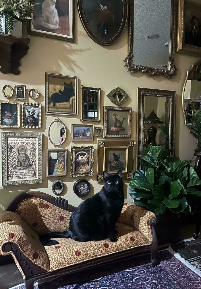 A black cat sitting on a vintage sofa surrounded by ornate framed cat portraits in a more is more home decor style.