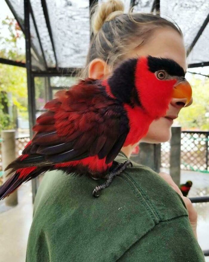 Vibrant red bird perched on woman’s shoulder creating a stunning unexpected photo moment with perfect alignment.