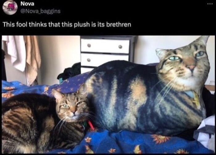 Tabby cat lying next to a large pillow shaped like a tabby cat, showcasing cats with serious swag in a cozy room.