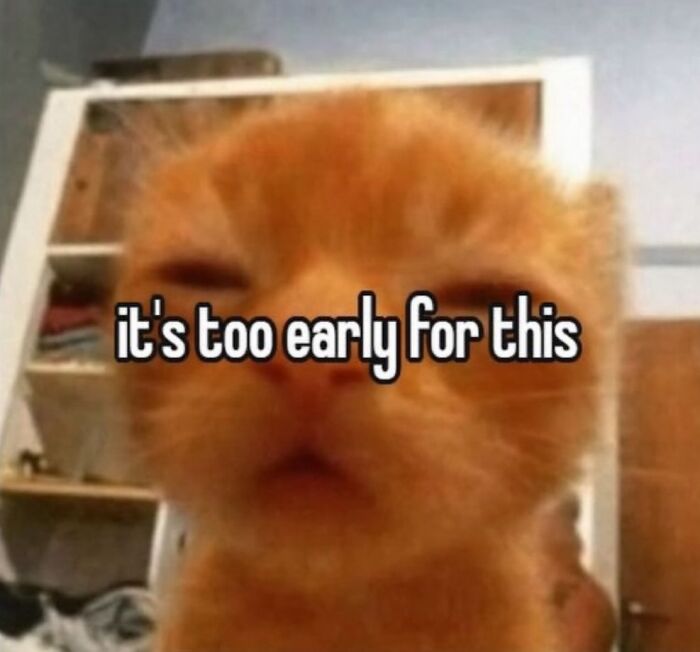 Close-up of an orange cat with serious swag looking sleepy with text it's too early for this on an Instagram page.