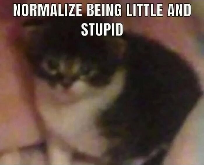 Blurry close-up of a cat with serious swag and a humorous caption about being little and silly.
