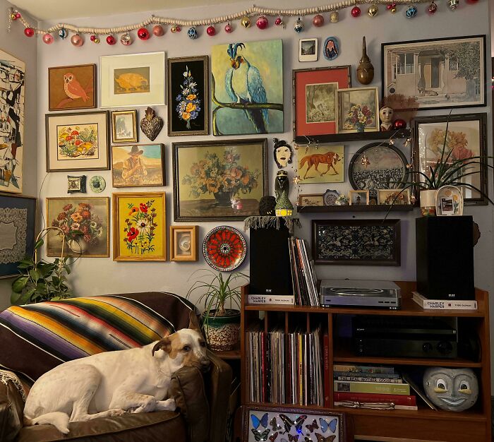 Cozy living room showing a dog on a colorful couch surrounded by an eclectic gallery wall and decorated shelves.