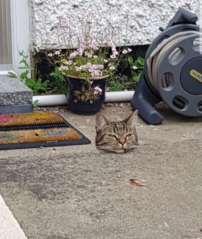 Cat peeking from a hole in the ground, creating one of the best unexpected photos from people trying to take a photo.