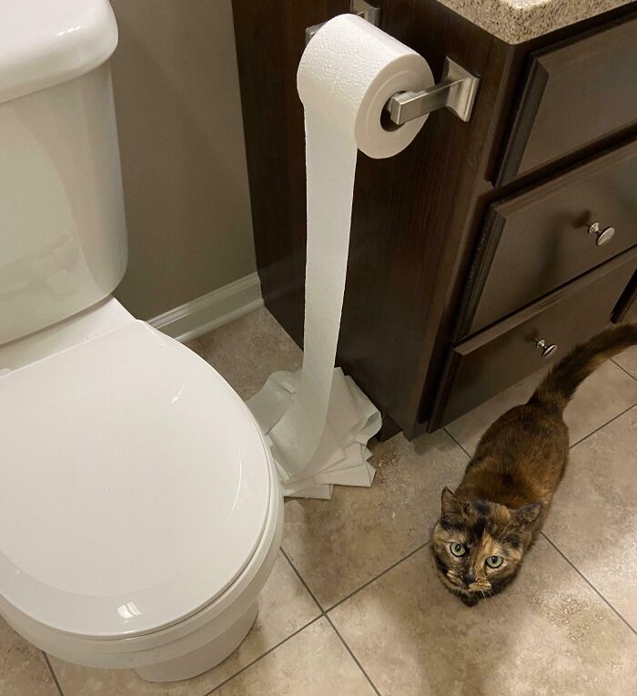 Torn toilet paper roll hanging in bathroom with a cat nearby, a funny photo that says it all instantly.
