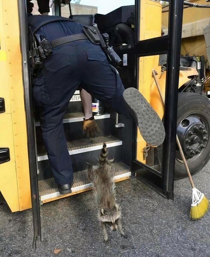 Police officer tripping on bus steps while a raccoon jumps down, a funny photo capturing a surprising moment instantly.