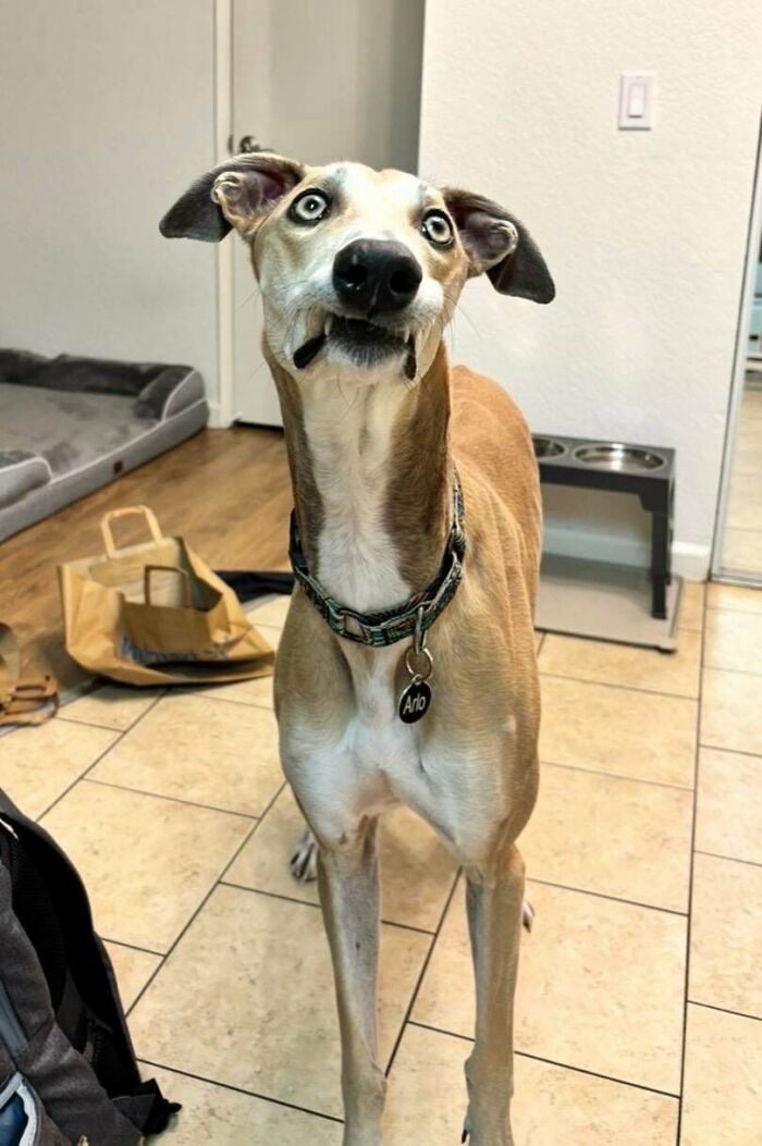 Goofy looking dog with wide eyes and a collar standing indoors on tiled floor near dog bed and feeding station