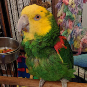 joannedenison avatar