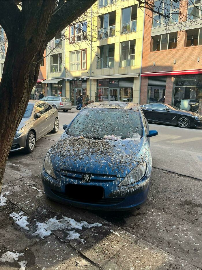 A blue parked car completely covered in bird droppings under a tree, caused by mean angry birds.