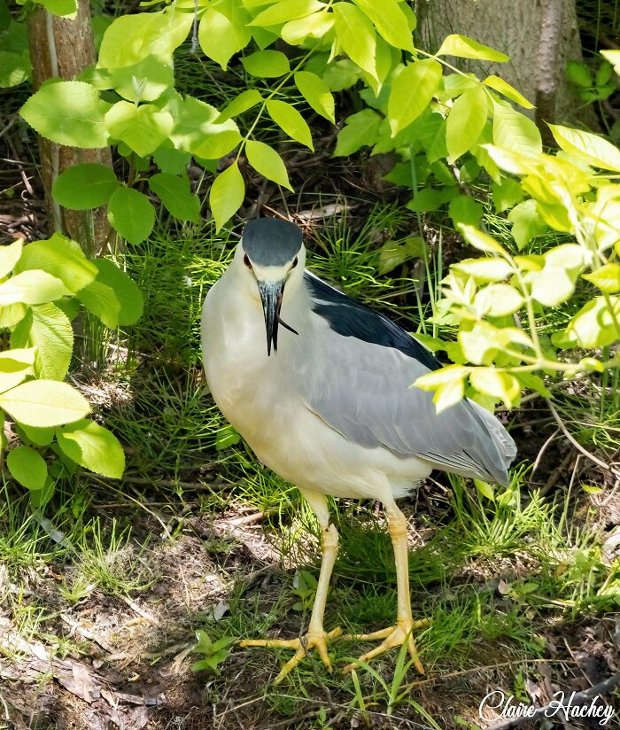 A black-capped night heron staring intensely under green leaves, fitting the theme of angry birds.