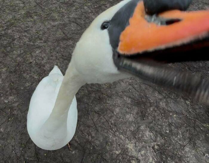 Close-up of an aggressive swan snapping its beak, one of many angry birds showing mean behavior.
