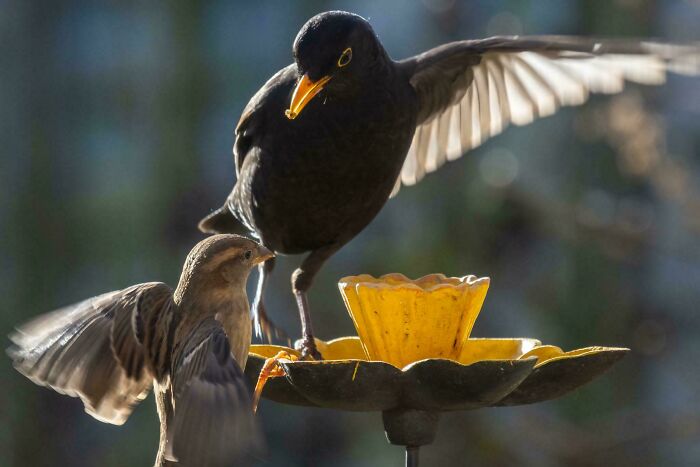 A blackbird aggressively stepping toward a smaller sparrow at a yellow bird feeder, showing angry birds behavior.
