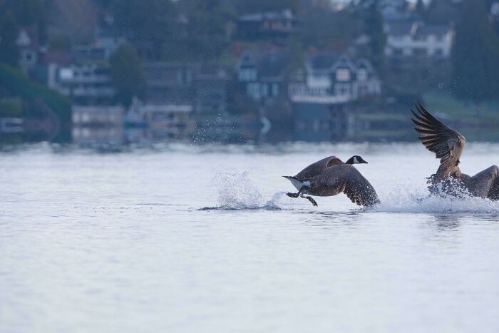 Geese chasing each other across the water with splashing waves, examples of angry birds in action.