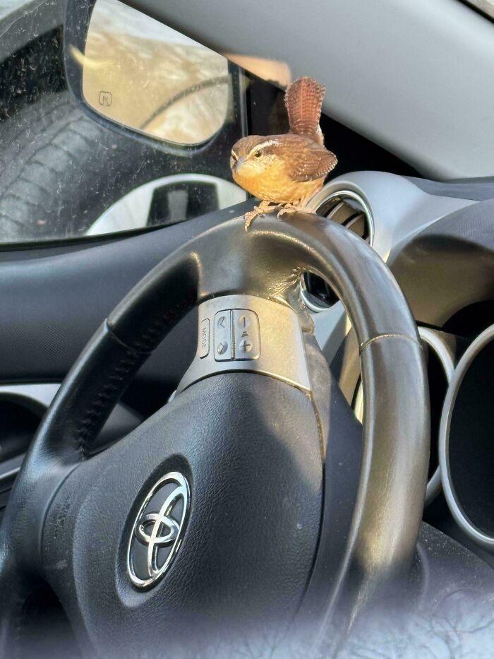 A small brown wren perching boldly on a car steering wheel, looking like an angry bird.