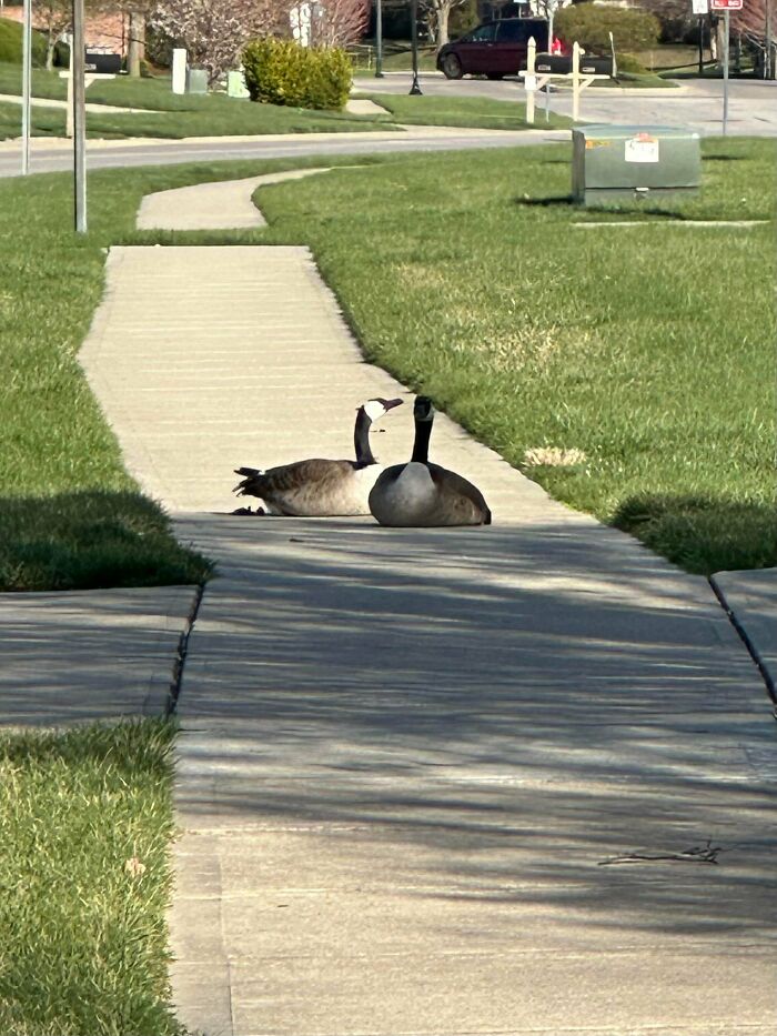 Two geese sitting in the middle of a concrete sidewalk, acting like angry birds blocking the path.