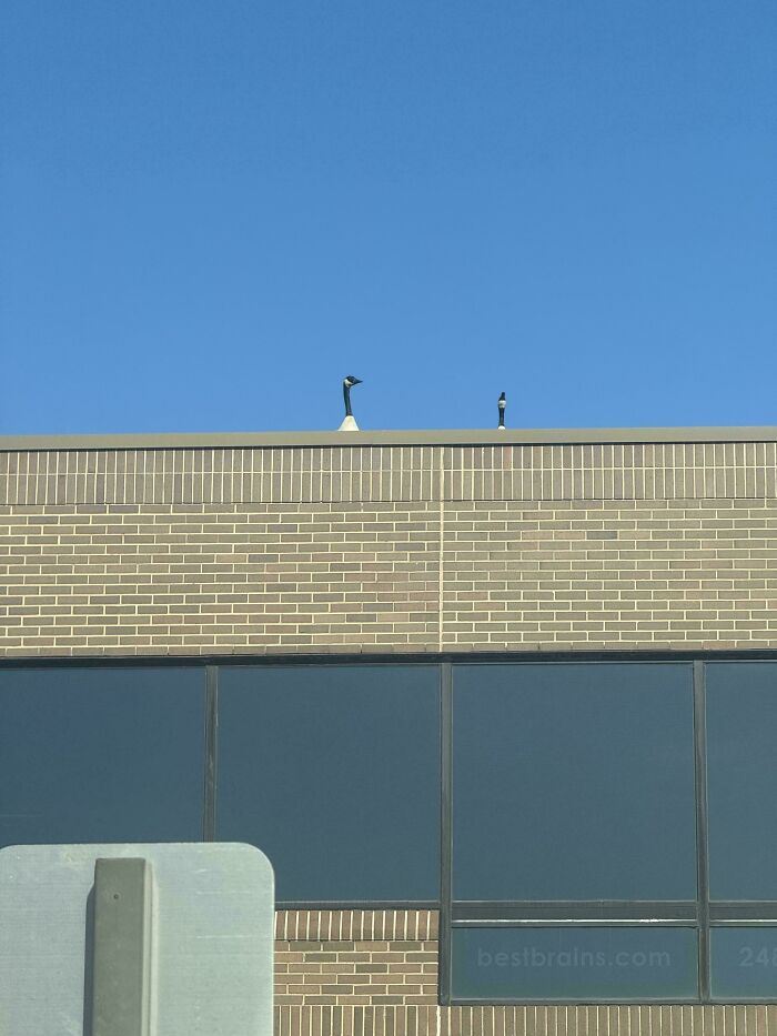 Two Canada geese peering over the edge of a building roof, hilarious angry birds watching below.