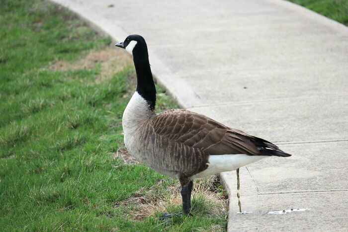 Canada goose pooping on a paved walkway, one of many photos of angry birds behaving badly