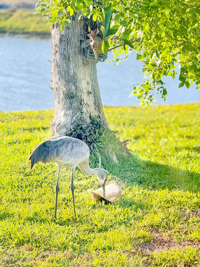 Large crane bird knocking over a feeder on the lawn, showing hilarious angry birds behavior