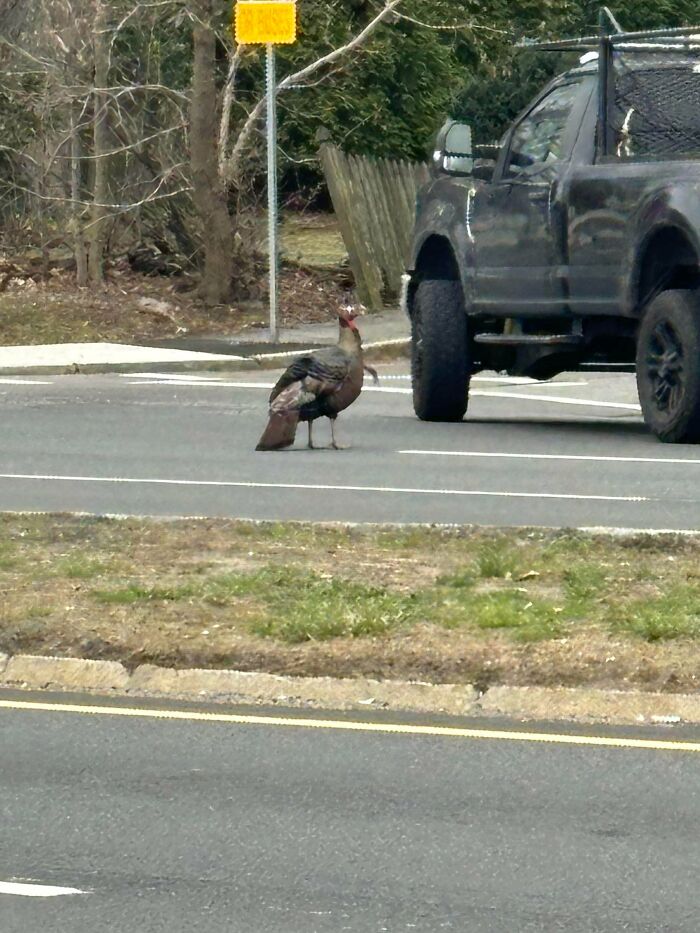 Wild turkey standing on a street next to a black truck, example of angry birds in public areas