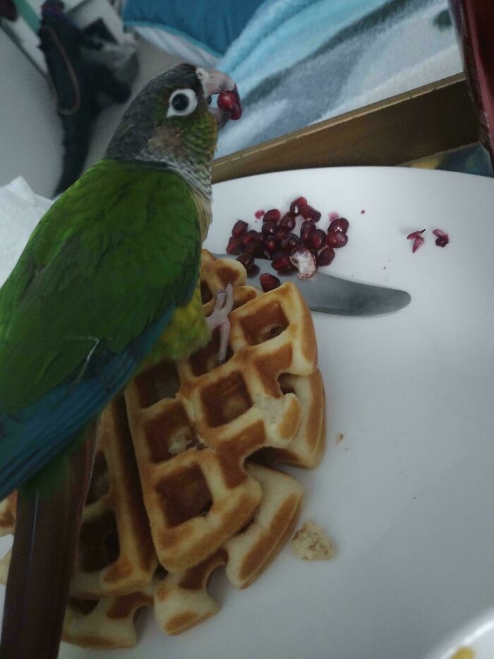 Pet parrot acting like one of the angry birds while stealing fruit off a plate with waffles