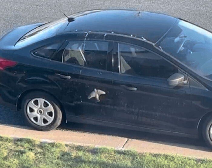 Bird print smudge on the side door of a dark sedan, showcasing angry birds behavior