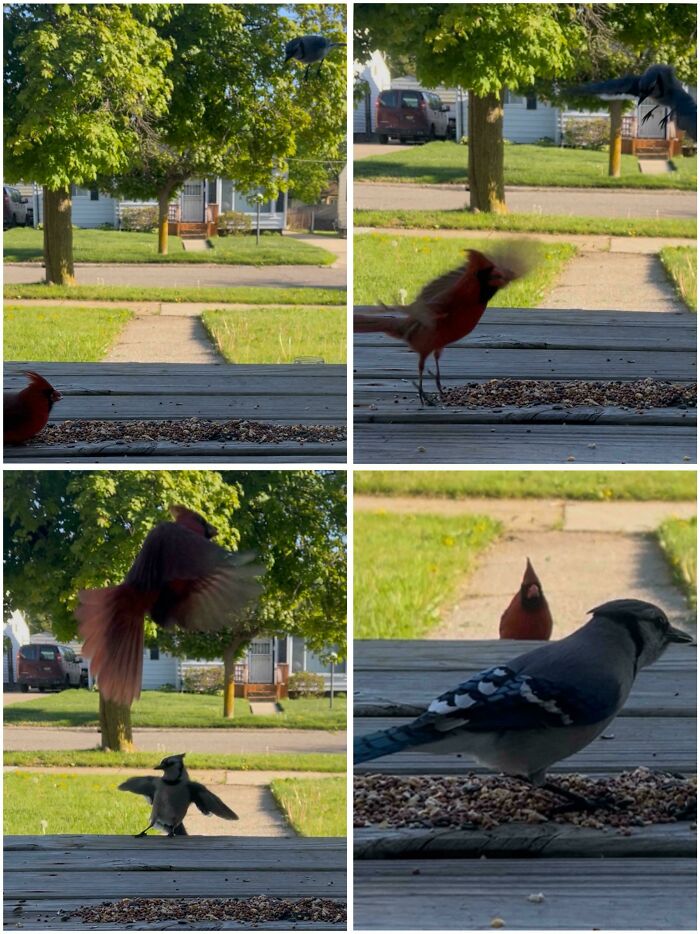 Four photo collage of angry birds fighting over birdseed on a porch