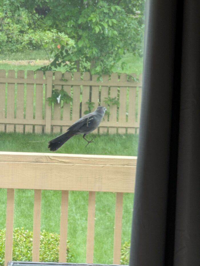 Angry bird leaping mid-air outside a window near a wooden fence