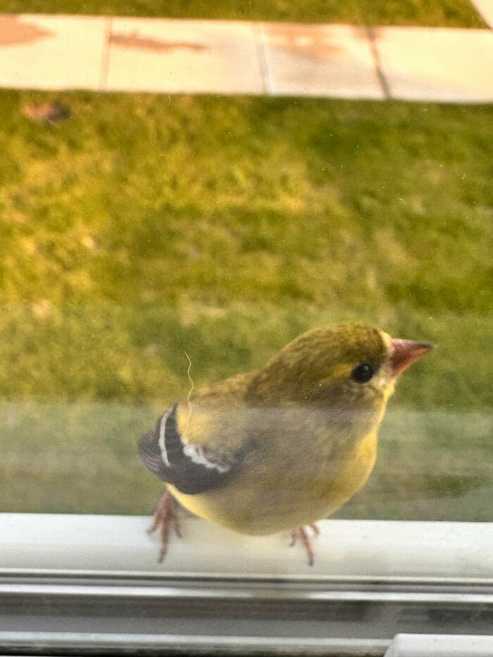 Small yellow angry bird staring closely through a glass window pane