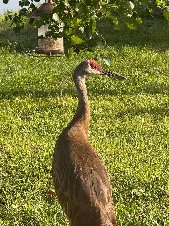 A tall sandhill crane standing in a grassy yard near a bird feeder, looking like an angry bird.