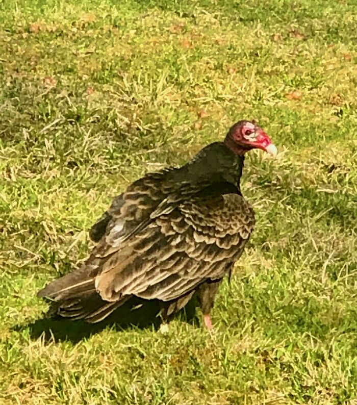 A turkey vulture standing on sunny green grass with a stern expression, captured among hilarious angry birds.