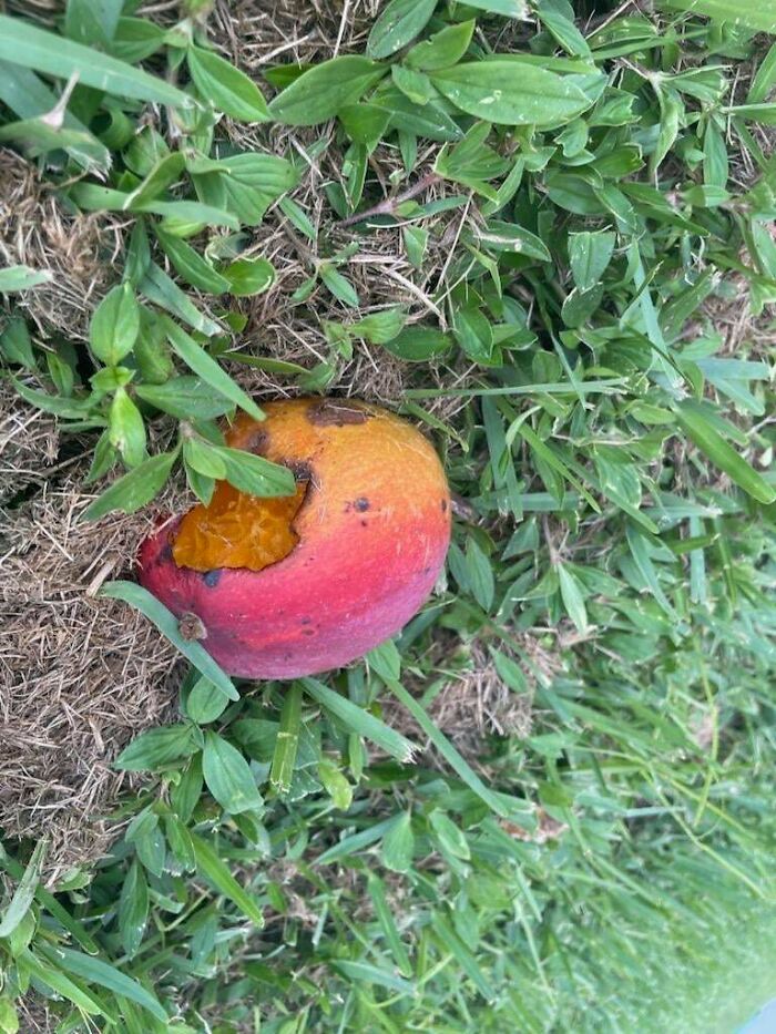A partially eaten mango lying in the grass, showing damage caused by angry birds.