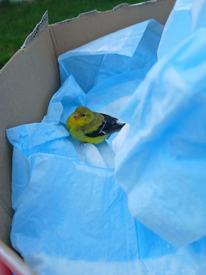 A tiny yellow bird sitting inside a box lined with blue tissue paper looking like an angry bird.