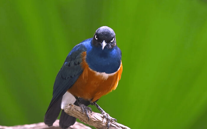 A blue and orange bird glaring sternly at the camera like one of the hilarious angry birds.