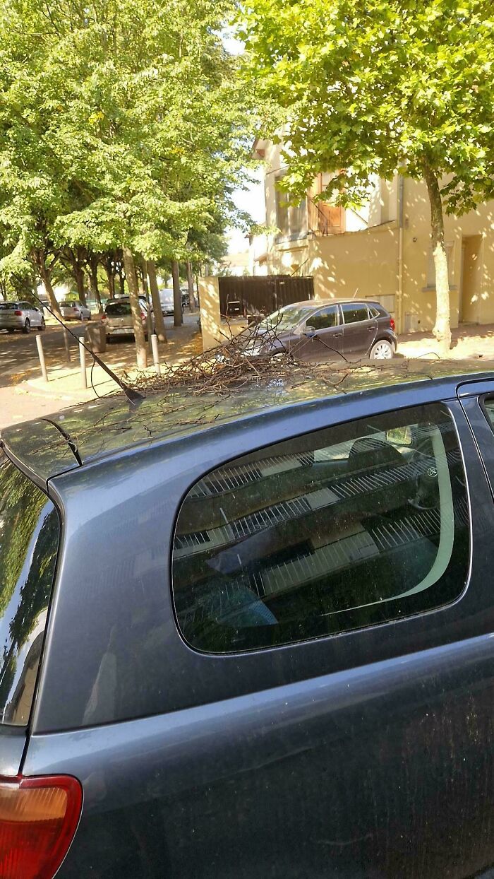 A bird nest made of sharp sticks built on top of a car roof, a sign of angry birds.