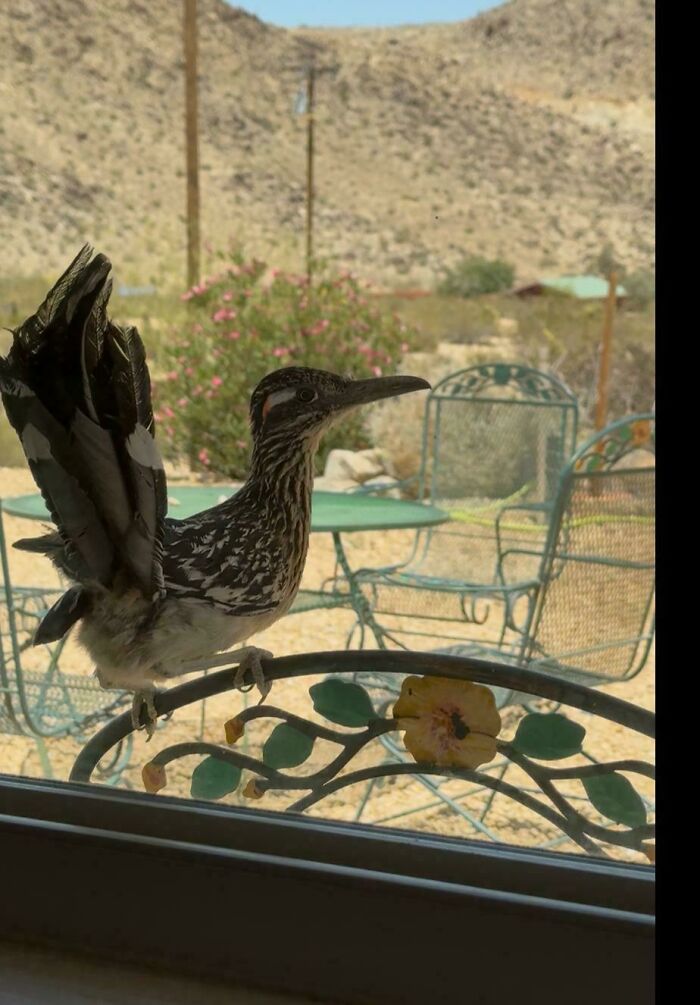 A wild roadrunner standing outside a glass door, looking like one of the angry birds.