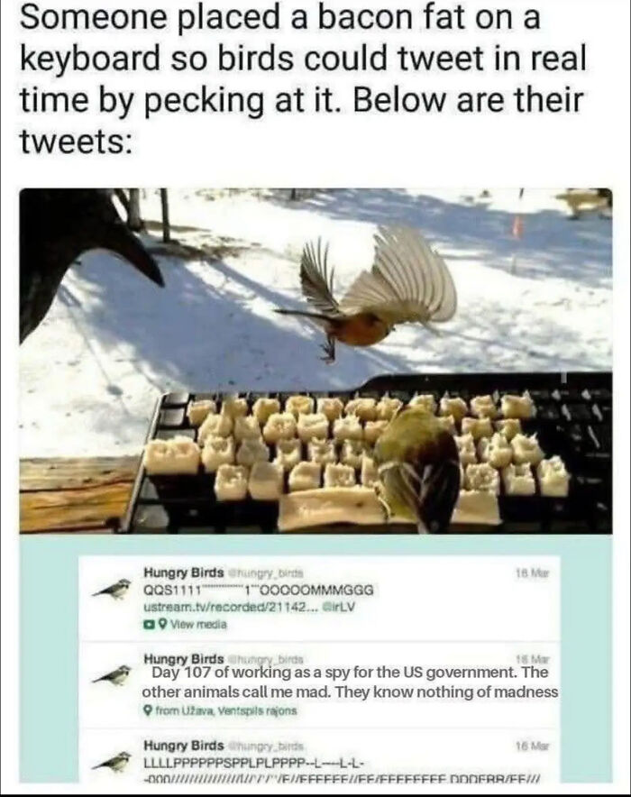 A funny social media meme featuring angry birds pecking on a keyboard covered in bacon fat.