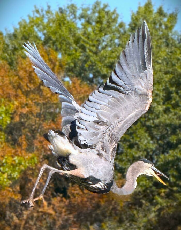 A grey heron captured mid-flight, looking like an angry bird with spread wings.