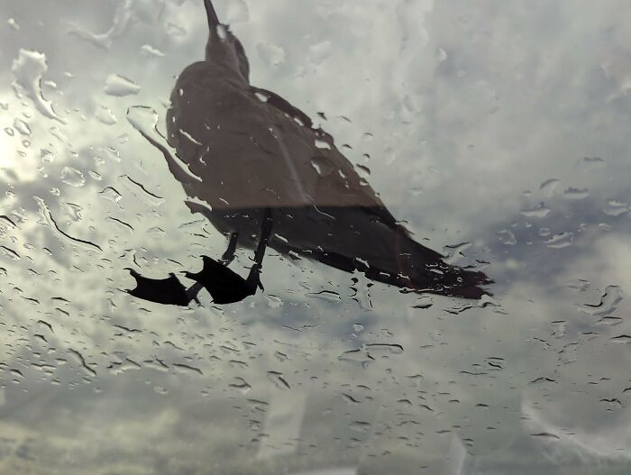 Low angle view of a bird standing on a wet glass sunroof, representing hilarious angry birds.