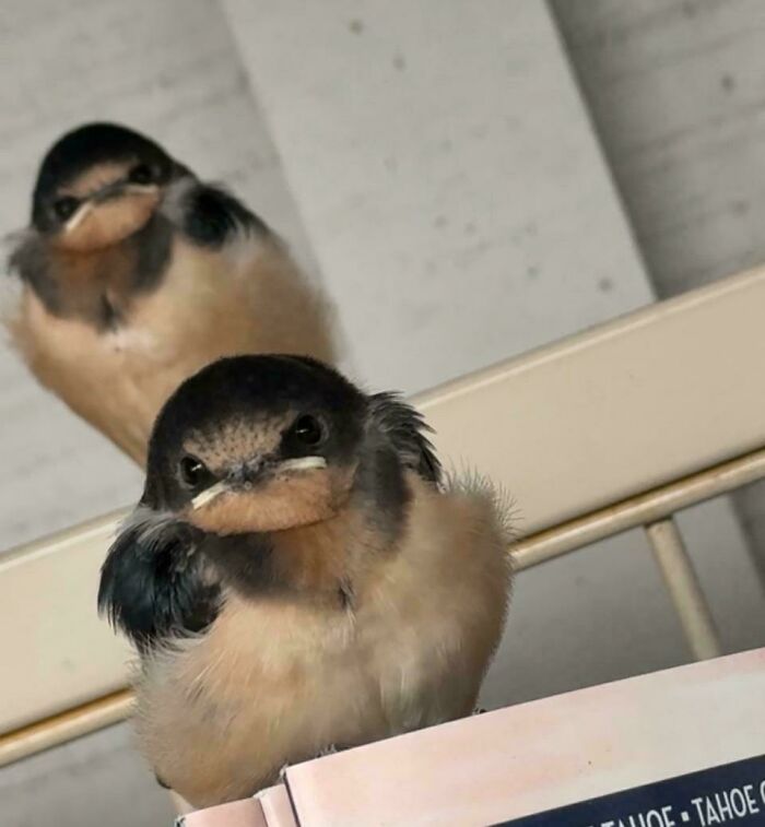 Two small swallow chicks looking fiercely angry birds at the camera with funny scowls.