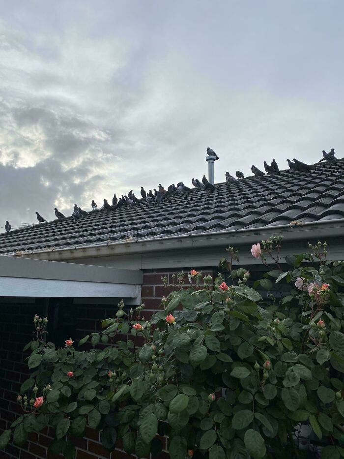 A large flock of pigeons standing ominously on a rooftop, captured as mean angry birds.