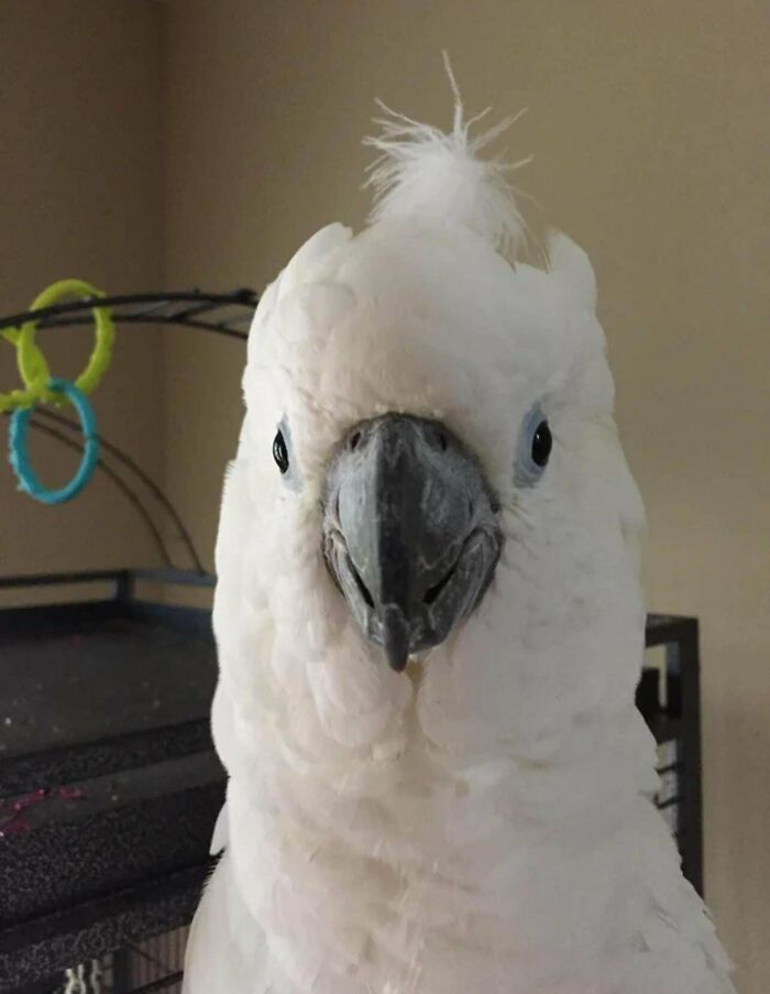 Close-up of a white cockatoo staring directly at the camera, featured in funny angry birds photos.