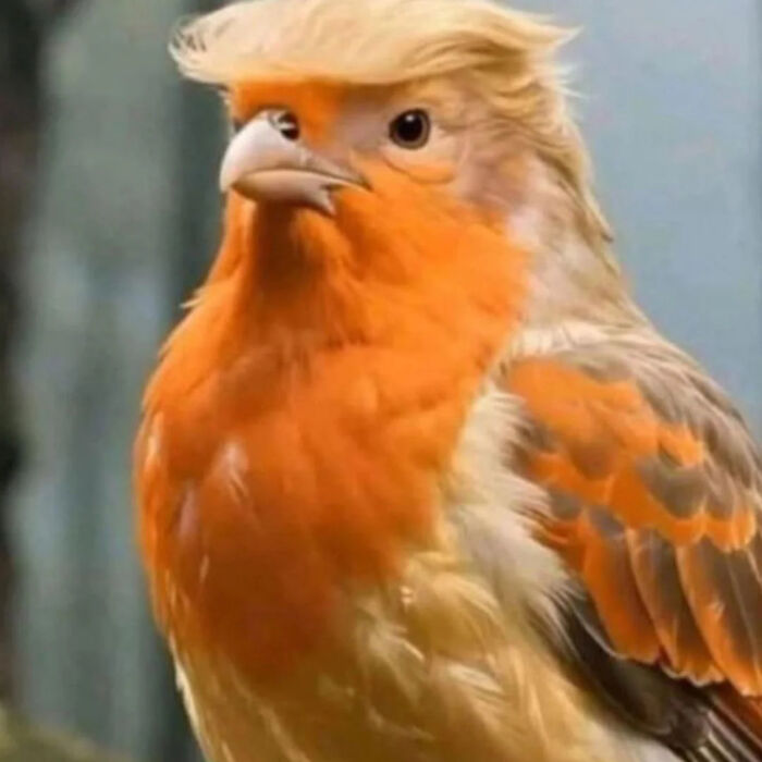 A hilarious angry bird with orange feathers and blonde hair styling reminiscent of Donald Trump looking stern.