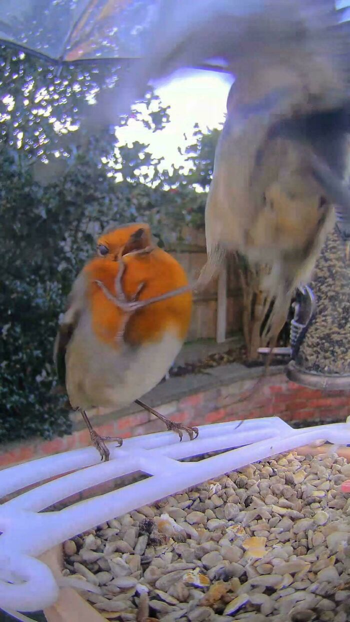 An angry robin getting kicked in the face by another bird at a feeder, showing hilarious mean bird behavior.