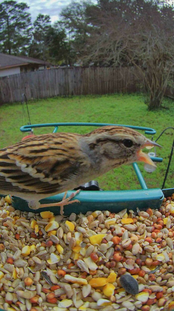 A small brown bird squawking mouth open at a feeder full of seeds in a hilarious angry birds photo.