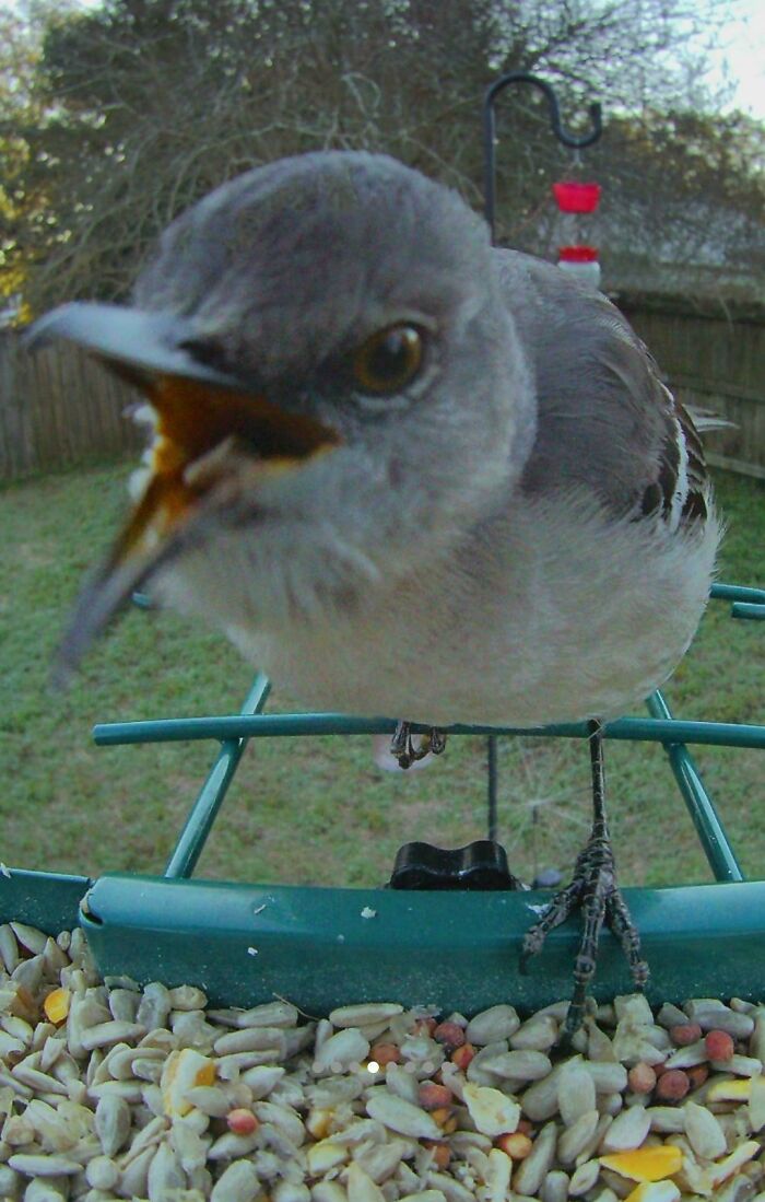 Extreme close-up of a small grey bird squawking angrily at a seed feeder showing mean behavior.
