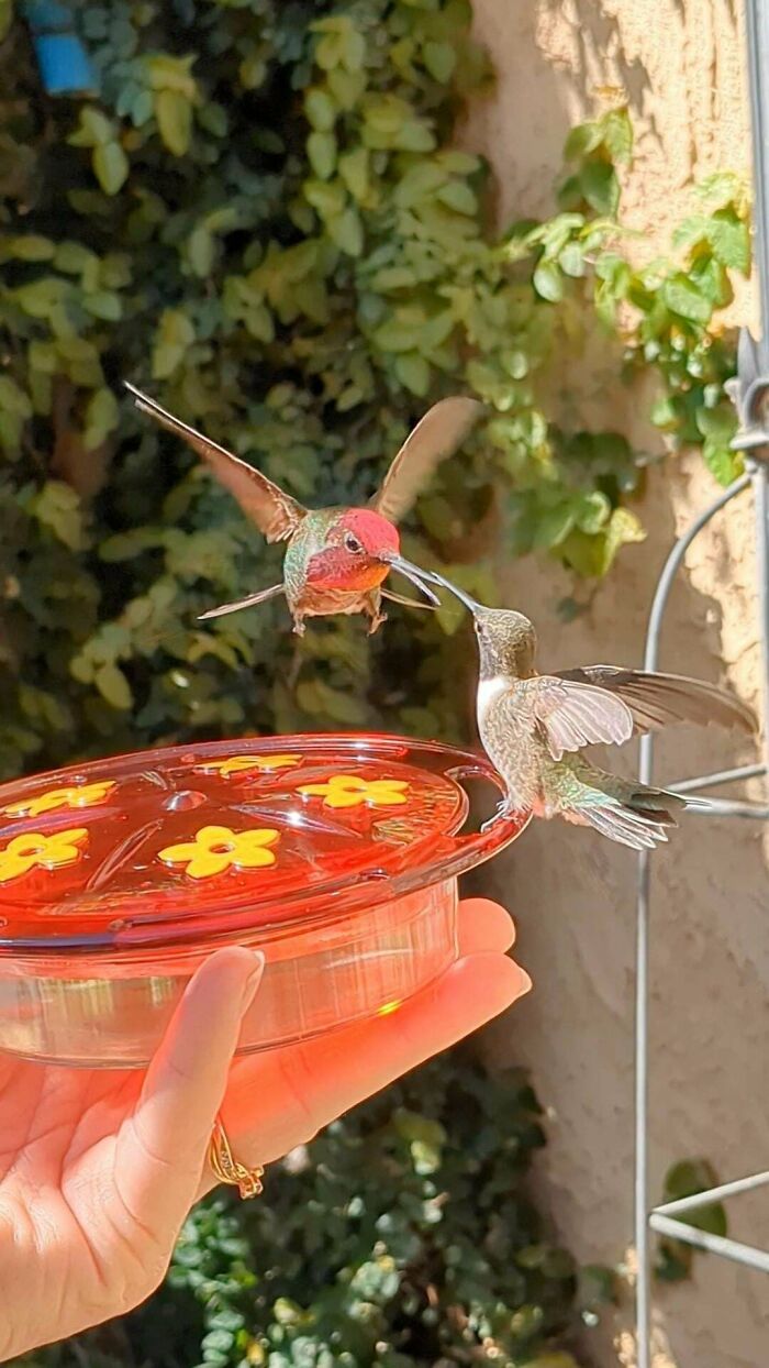 Two tiny hummingbirds fighting over a hand-held feeder in a display of angry birds action.