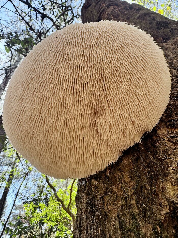 Huge, Flawless Lion’s Mane Mushroom