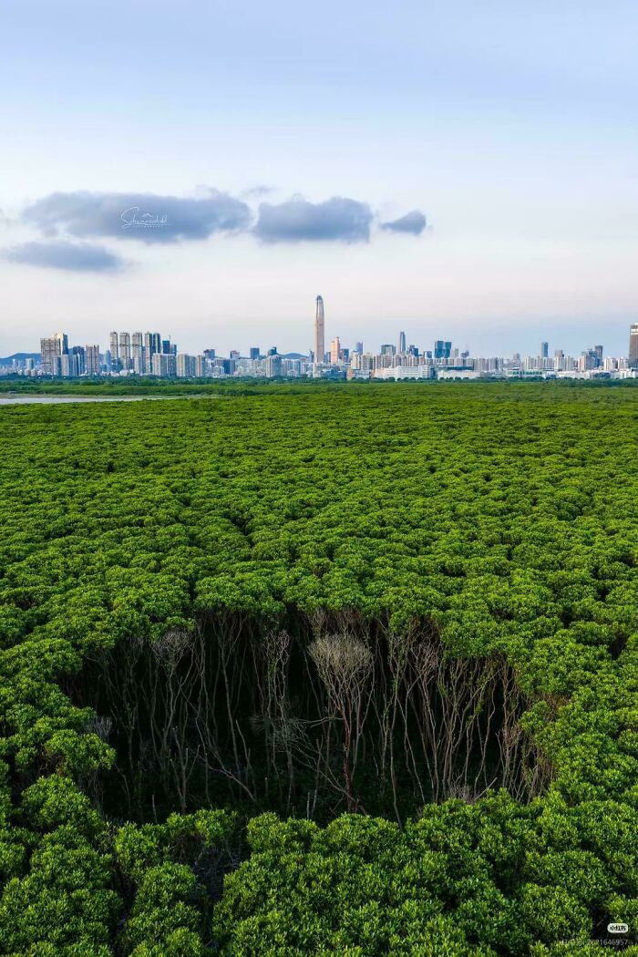 Shenzhen's Mangroves, China. Despite Having Over 17 Million People, 40% Of The City's Land Area Is Made Up Of Forests