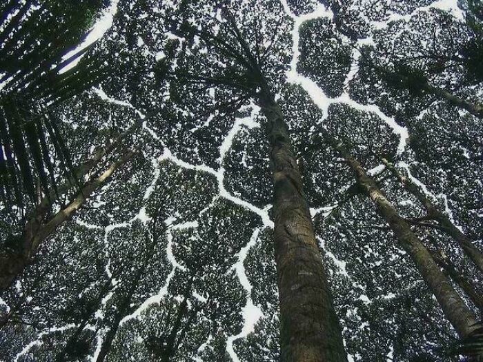 When Trees Don't Overlap