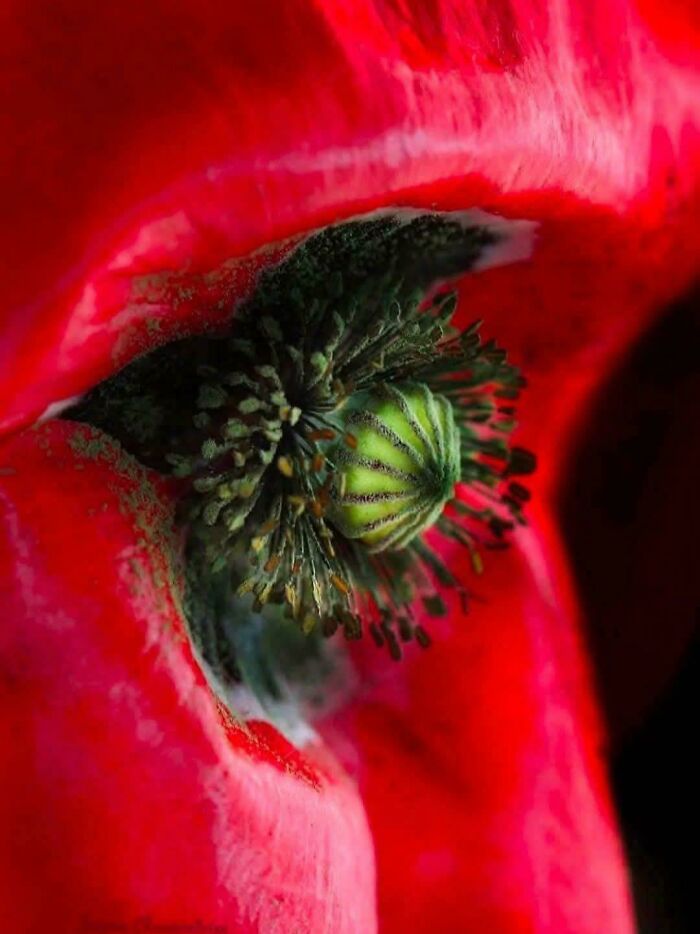 A Macro Photo Of A Poppy Flower. Photo Credit By: Joanna Chaumontoise