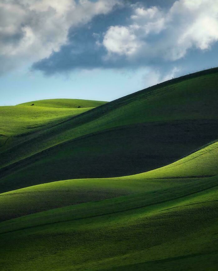 Rolling Grasslands In California